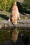 Sharpei dog drinking