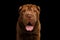 Sharpei Dog Isolated on Black Background