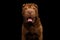 Sharpei Dog Isolated on Black Background