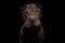 Sharpei Dog Isolated on Black Background