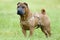 Sharpei dog portrait in grass