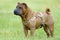 Sharpei dog portrait in grass