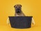 Sharpei dog puppy on sunflower yellow background