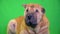 Sharpei. dog sits on a green background.