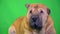 Sharpei. dog sits on a green background.