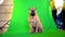 Sharpei. dog sits on a green background.