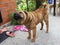 Sharpei dog is stands in the courtyard in front of the entrance and twirl your head actively
