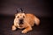 Sharpei dog waring stovepipe