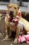 Sharpei female with christmass scarf
