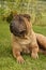 Sharpei female dog in the grass