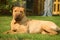 Sharpei in the grass