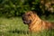 Sharpei lying in the grass