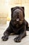 Sharpei portrait about a black female