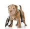 Sharpei puppy dog with a stethoscope on his neck.