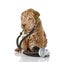 Sharpei puppy dog with a stethoscope on his neck.