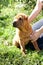 Sharpei puppy on grass