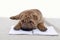 Sharpei puppy laying on an exercise book