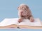 Sharpei puppy reading a book