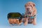 Sharpei puppy is sitting near a wine bottle