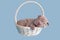 Sharpei puppy sleeping in a basket