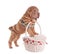 Sharpei puppy standing on picnic basket