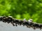 Sharpened sharp teeth of an electric saw chain on a blurred green background