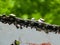 Sharpened sharp teeth of an electric saw chain on a blurred green background