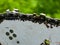 Sharpened sharp teeth of an electric saw chain on a blurred green background