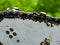 Sharpened sharp teeth of an electric saw chain on a blurred green background