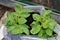 Sharpes Express potatoes growing in an ovoids sack.