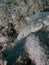 Sharptail Eel 04