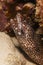 Sharptail Eel (Myrichthys breviceps)