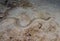 A Sharptail Eel (Myrichthys breviceps) at night in Cozumel