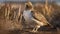 The Sharptail Grouse is resting and sunbathing