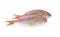 Sharptooth snapper, Japanese threadfin bream on white
