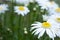 Shasta Daisies all pretty and white, outside in garden with green copy space for your text or design element.  Horizontal with foc