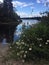 Shasta daisies and Canadian thistle on the shore of Spider Lake Provincial Park on a sunny summer day, BC