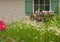 Shasta Daisies by garden window