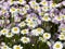 Shasta Daisies with musk Mallow Behind
