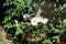 Shasta daisy