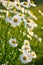 Shasta daisy flowers