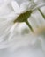 Shasta daisy flowers