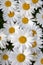 Shasta daisy flowers in bloom