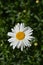 Shasta daisy Gigant