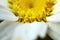 Shasta daisy macro detail pollen