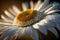 A Shasta Daisy Macro Photo Volumetric Lightin. Generative AI