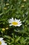 Shasta daisy Snow Lady