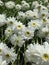 Shasta Daisys