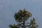 Shasta Fir Tree with Cones