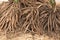 Shatavari or asparagus racemosus willd roots on nature background